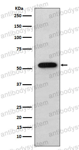 Anti-SNTA1 Antibody (R2E32)