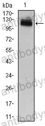 Western blot for Anti-GAB1 Antibody (R3S54) ?>
