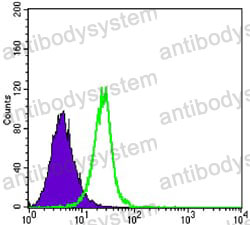 Anti-SMAD4 Antibody (R3S56)
