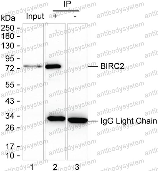 Immunoprecipitation for Anti-BIRC2 Antibody (R3S57) ?>