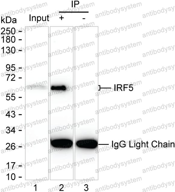 Anti-IRF5 Antibody (R3S81)