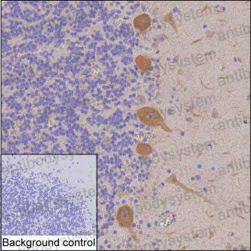 Anti-DGKZ Antibody (R3S82)