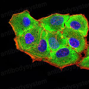 Immunofluorescence for Anti-RUNX3 Antibody (R3S94) ?>