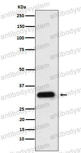 Anti-APOF Antibody (R2F01)
