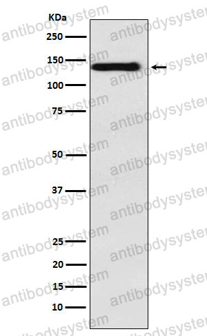 Anti-ITGA9 Antibody (R2F05)