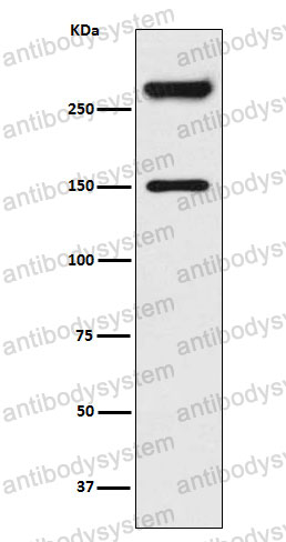 Anti-SPTAN1 Antibody (R2F06)
