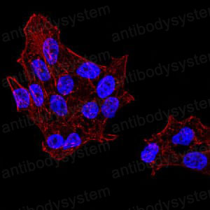 Immunofluorescence for Anti-DDX39B/BAT1/UAP56 Antibody (R3S96) ?>