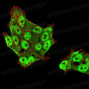 Immunofluorescence for Anti-DDX39B/BAT1/UAP56 Antibody (R3S96) ?>