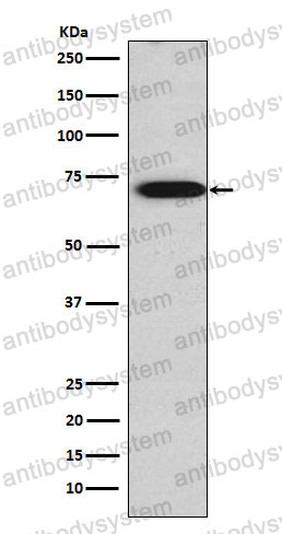 Anti-TRIM29 Antibody (R2F21)