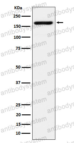 Anti-EIF3A Antibody (R1B71)
