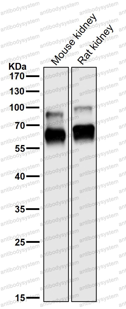 Anti-CRMP1 Antibody (R2F27)