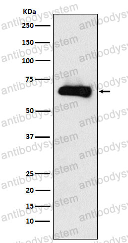 Anti-DPYSL3 Antibody (R2F28)