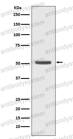 Anti-E2F2 Antibody (R2F29)