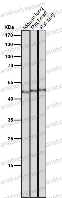 Anti-FLOT2/Flotillin-2 Antibody (R1A17)