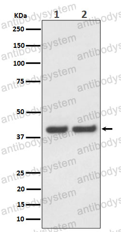 Anti-FAM50A Antibody (R2F36)