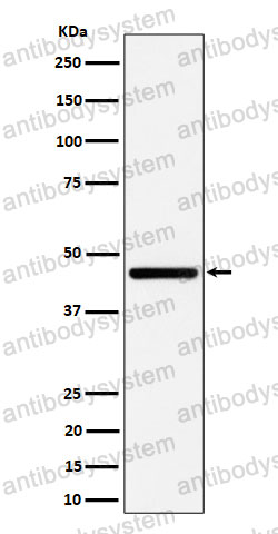 Anti-GNA13 Antibody (R2F39)