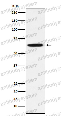 Anti-GRB7 Antibody (R2F43)
