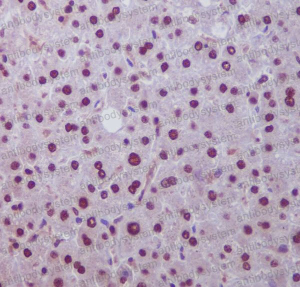 Anti-HES1 Antibody (R2F45)