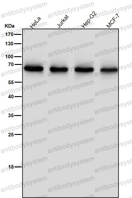 Anti-ENT2/SLC29A2 Antibody (R2F51)