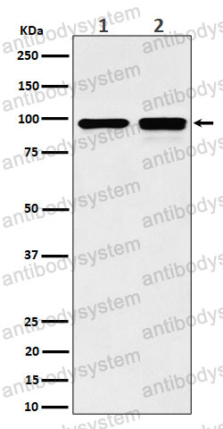 Anti-MCM6 Antibody (R2F54)