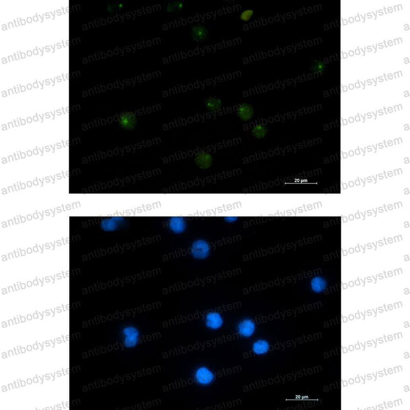 Anti-GINS1 Antibody (R2F68)