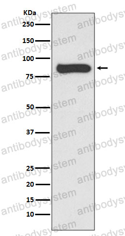 Anti-STAT4 Antibody (R2F77)