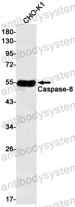 Anti-CASP8 Antibody (R2F79)