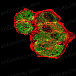 Immunofluorescence for Anti-GRM7 Antibody (R3T38) ?>