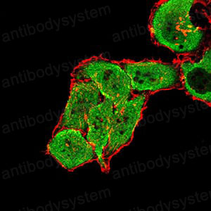 Immunofluorescence for Anti-GRM7 Antibody (R3T38) ?>