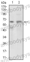 Western blot for Anti-GPNMB Antibody (R3T41) ?>