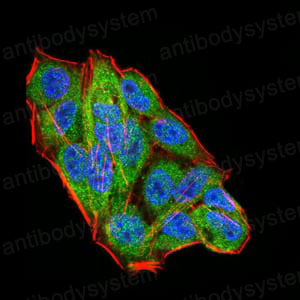 Immunofluorescence for Anti-WTAP Antibody (R3T43) ?>