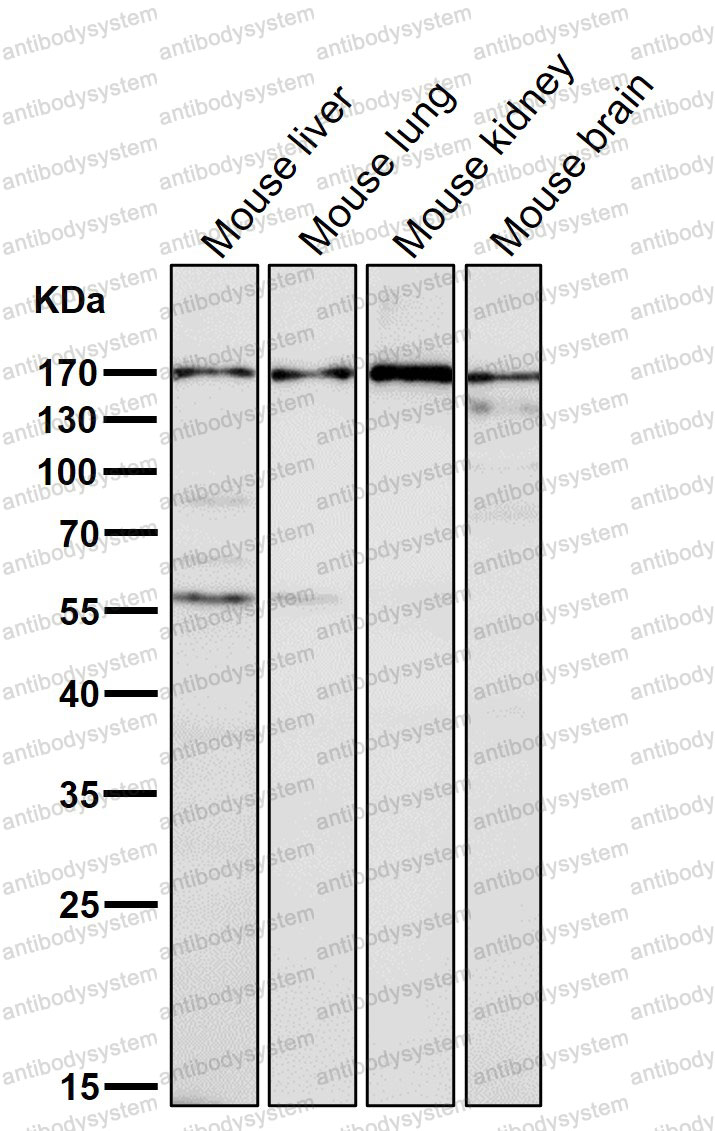 Anti-EEA1 Antibody (R1C49)
