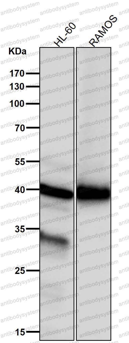 Anti-NCF4 Antibody (R2F98)