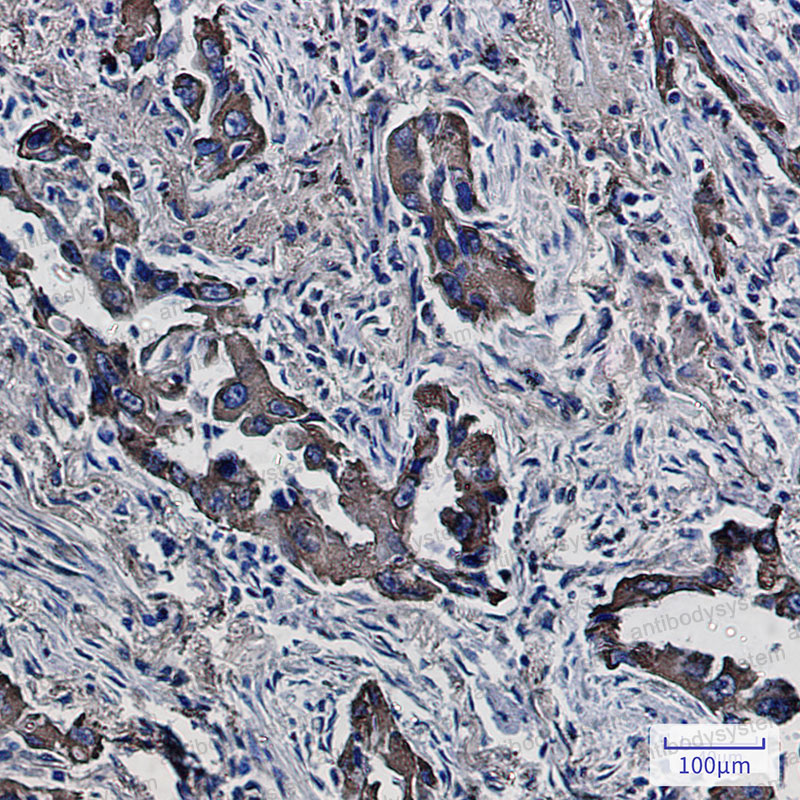Anti-PON2 Antibody (R2G09)