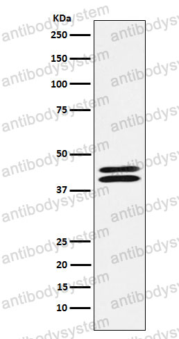 Anti-PON2 Antibody (R2G08)
