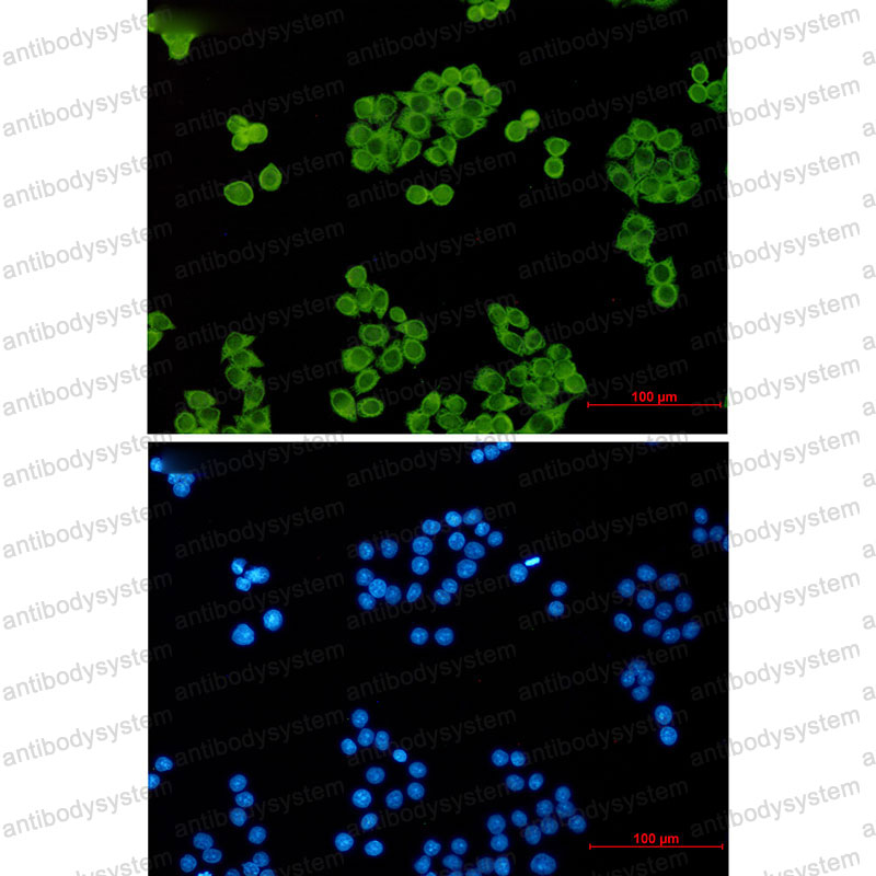 Anti-PTGES3/P23 Antibody (R2G13)