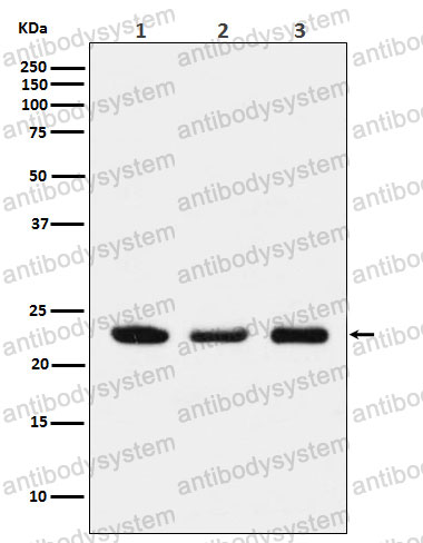 Anti-PTGES3/P23 Antibody (R2G12)
