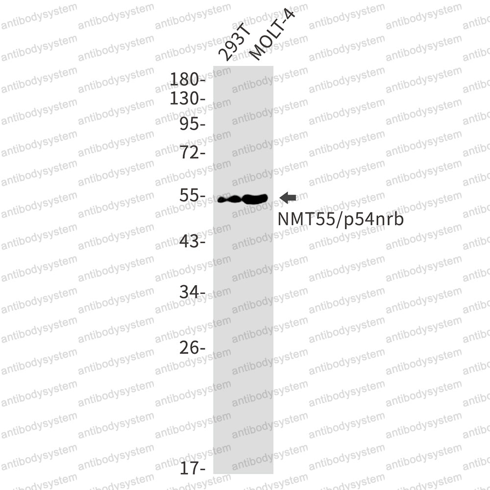 Anti-NONO Antibody (R2G15)