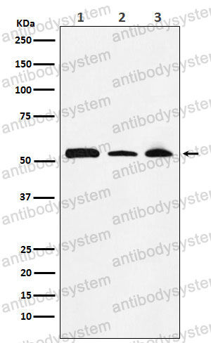 Anti-NONO/p54nrb Antibody (R2G14)