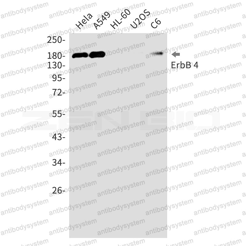 Anti-ERBB4/Her4 Antibody (R2G19)