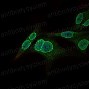 Immunofluorescence for Anti-NR6A1 Antibody (R3T74) ?>