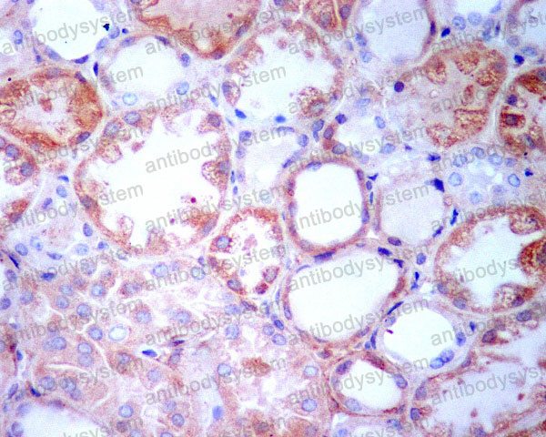 Anti-TGFBI Antibody (R1A05)