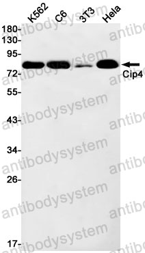Anti-TRIP10 Antibody (R2G47)