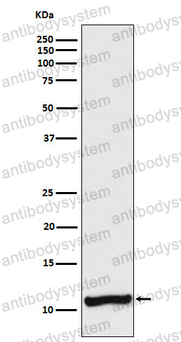 Anti-VAMP3 Antibody (R2G71)