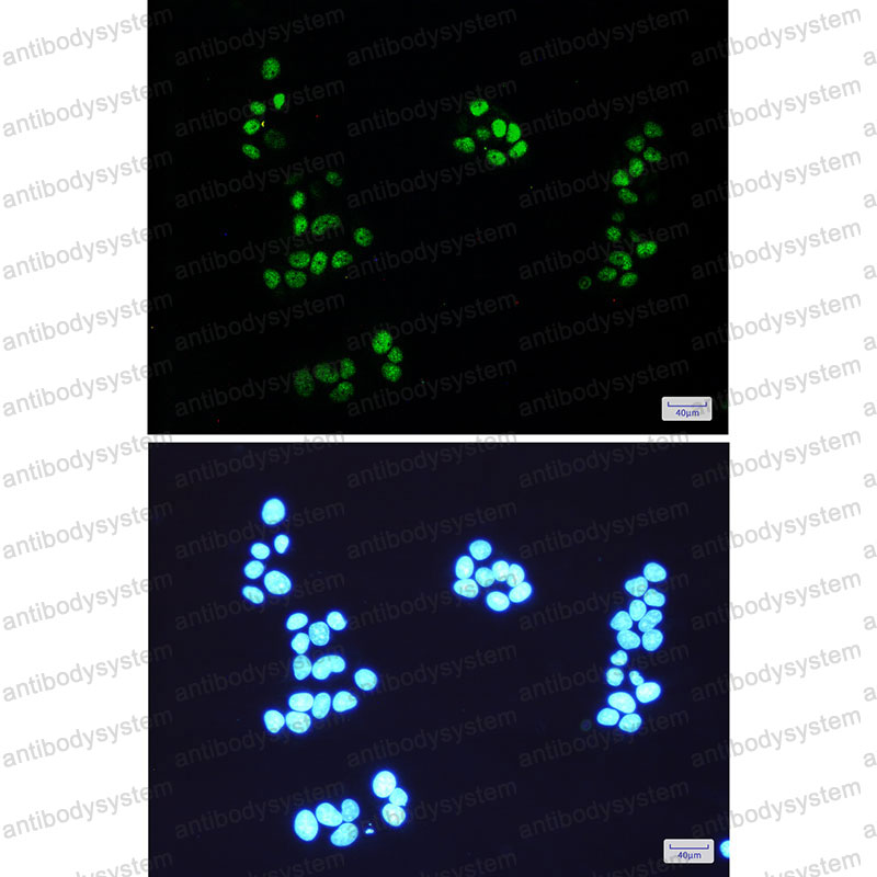 Anti-NEDD8 Antibody (R2G73)