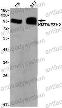 Anti-EZH2 Antibody (R2G77)