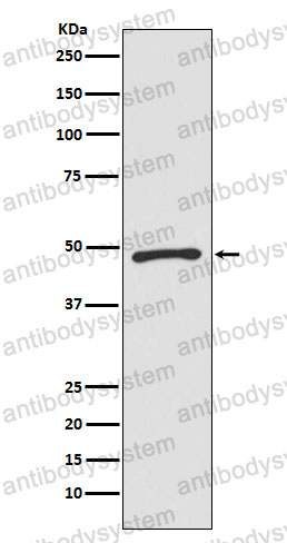 Anti-ZIC1 Antibody (R2G78)