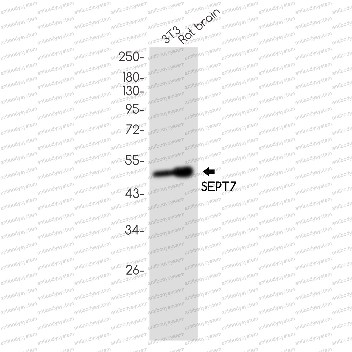 Anti-SEPTIN7 Antibody (R2G81)