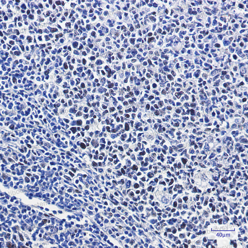 Anti-Phospho-NFE2L2/Nrf2 (Ser40) Antibody (R2G84)