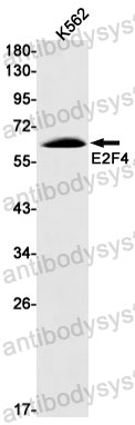 Anti-E2F4 Antibody (R2G86)